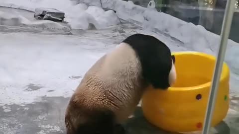 Baby bear playing happily