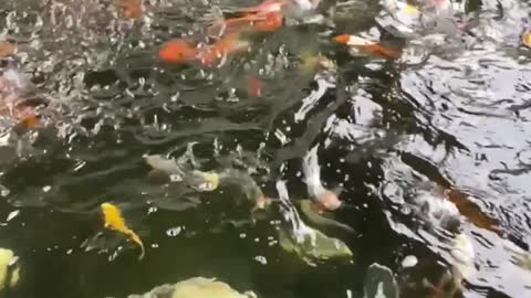 Koi fish again