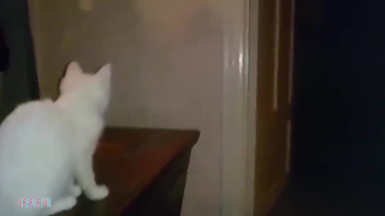 Super interesting cat videos -the most interesting dog and cat compilation welcomes to our channel