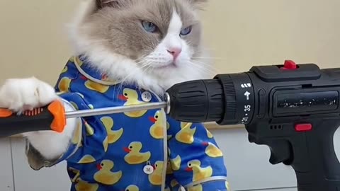 Funny animals pets videos like cat kittens doggie