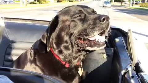 Dog sits happily in back seat