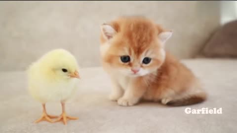 Kittens Walk With Tiny Chicken