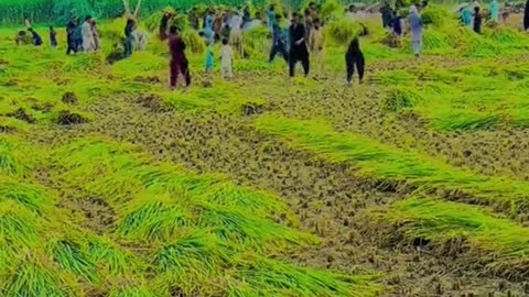 Desi Punjabi style work in fields