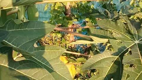 Beautyful papiya In the tree