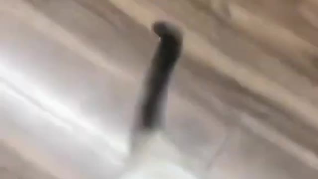 Kitten standing try to catch his owner