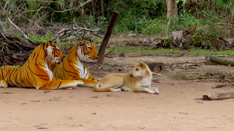 Fake Tiger Prank dog@2