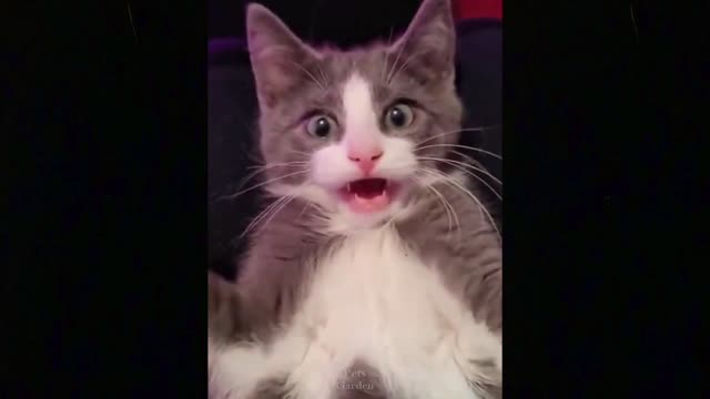 Baby cat fun, Baby cat very funny , Baby cat playing pillw
