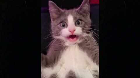 Baby cat fun, Baby cat very funny , Baby cat playing pillw