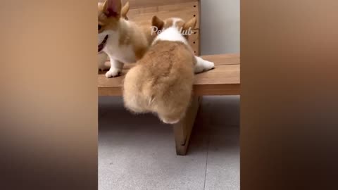cats and dogs