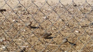 About the bird who come to hunt for food.