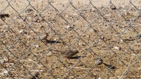 About the bird who come to hunt for food.