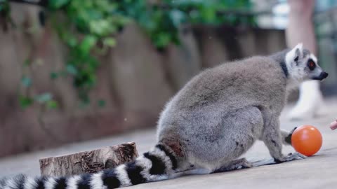 Quokka: The World's Happiest Animal