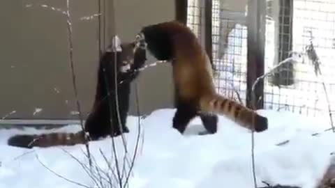 Otters fight