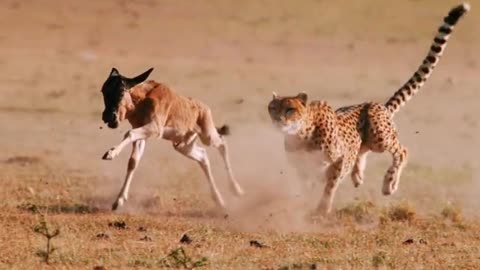 It is a very dangerous animal