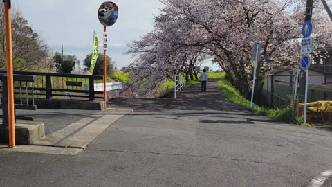 Sakura flowers