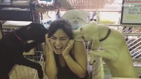 White and black puppies lick laughing lady
