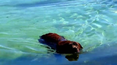 Funny Dog Playing Video ۵;