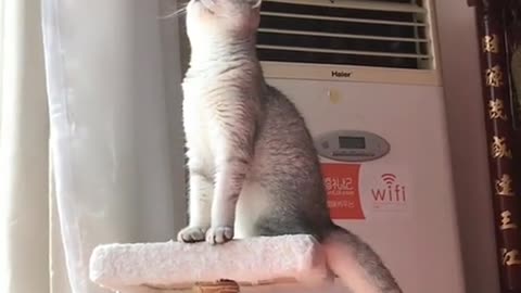 so cute kitten