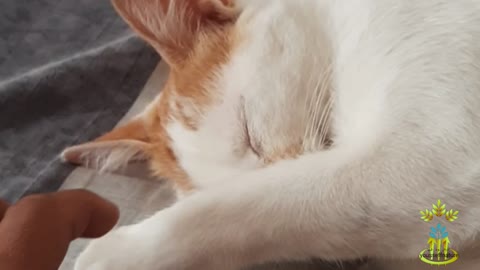 Amazing sleeping cat
