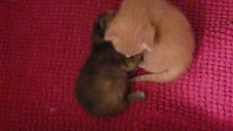 Babies learning to play