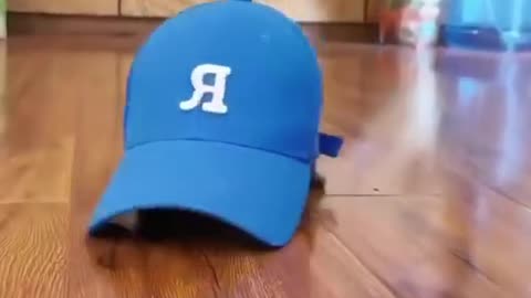 Funny cat🐱🥰😂😂