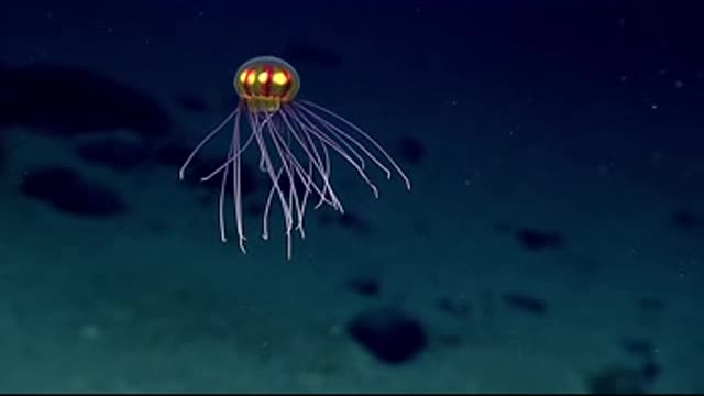 NOAA