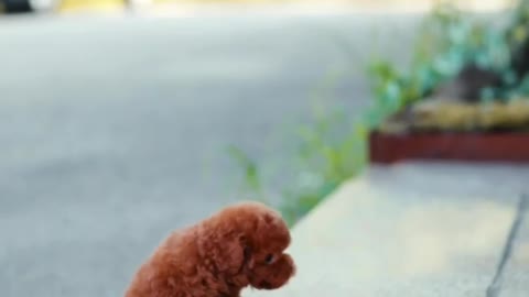 Wait for me i got little legs 🐕❤ || Funny dog cute little pomeranian pup can't climb up 😍💕
