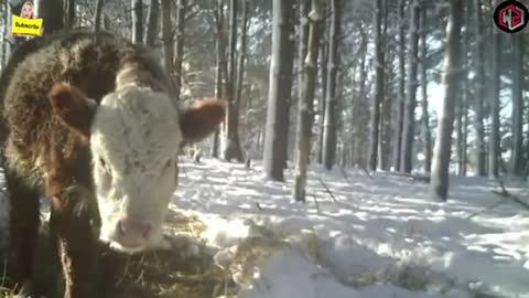 Calf That Lost Her Mom Is Taken In By An Unlikely New Family After Running Off Into The Woods