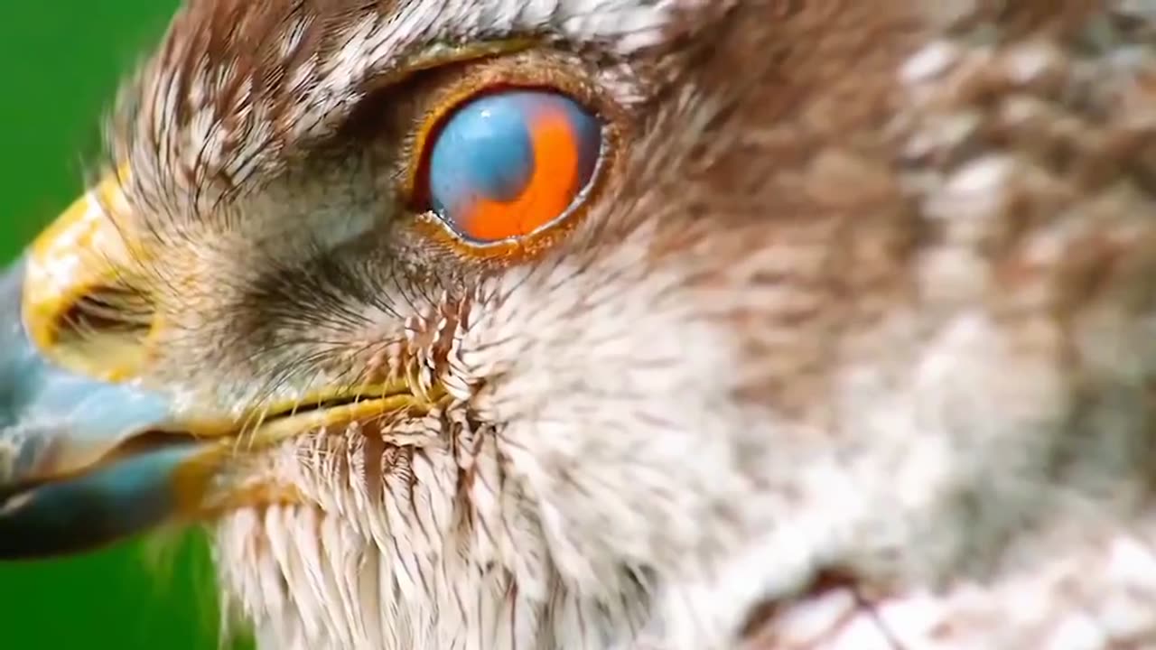 Eagle attack on Goat
