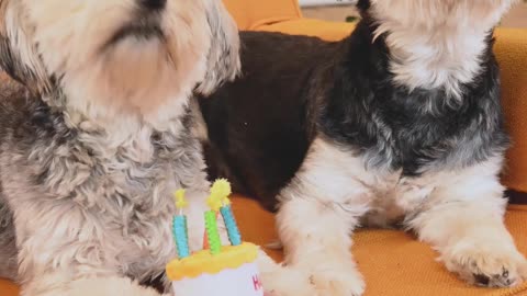 Dog happy birthday
