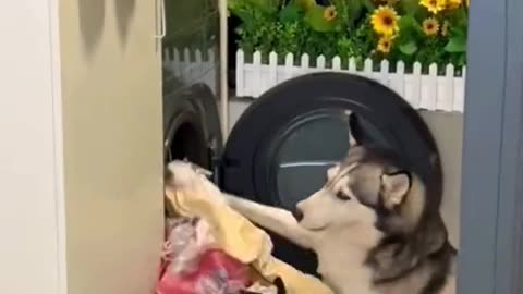 Funny dog cleanner🤣😂😂