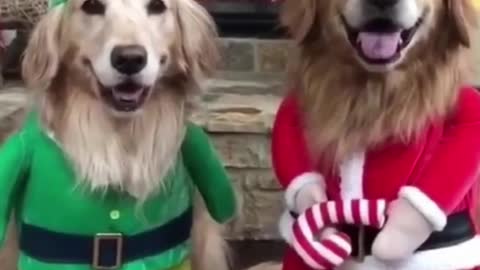 Funny Dogs Christmas Mood 💚 Funny Dog Videos Compilation #shorts