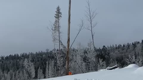 Wow big tree down in 5 sec