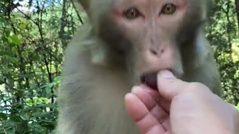 Wow very Intelligent and Cleaver Monkey.