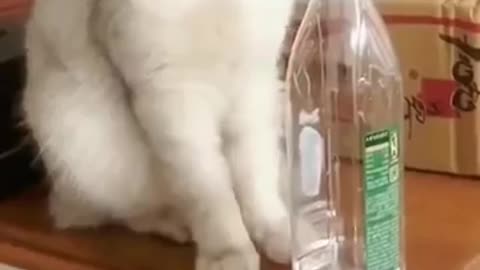 Lovely Cat Funny Video