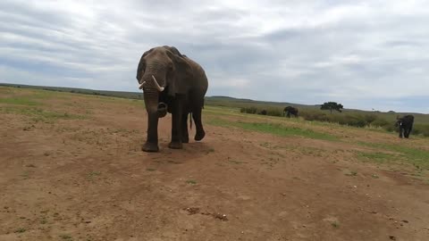 The elephant totally surprises visitors while itching the itch in a magical place
