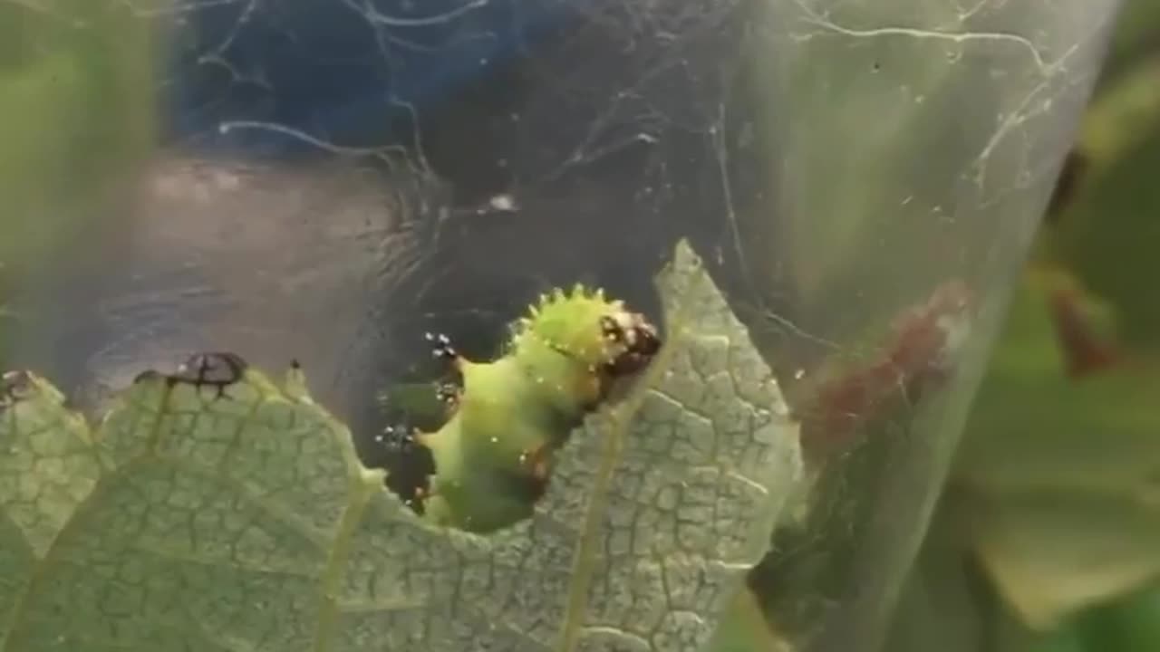 wildlife