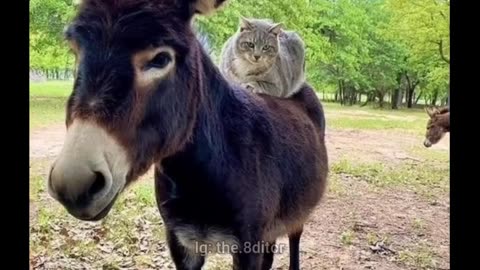 🤣😹 wait till the end 🤣 Funny animal videos. 😹🤣