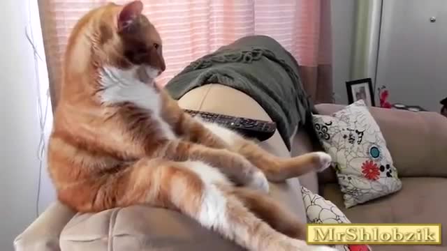 Funny animals They anneal as well as people
