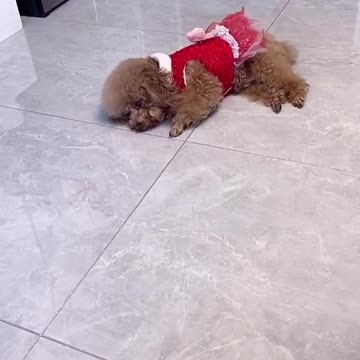 The best Actor - Cute Puppy pretends to be Dead