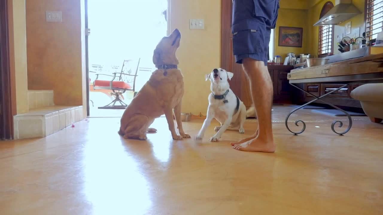 Two happy dogs wagging their tales