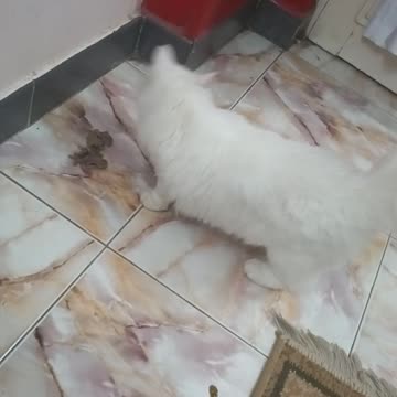 check out my new cat at my house & rare cat type