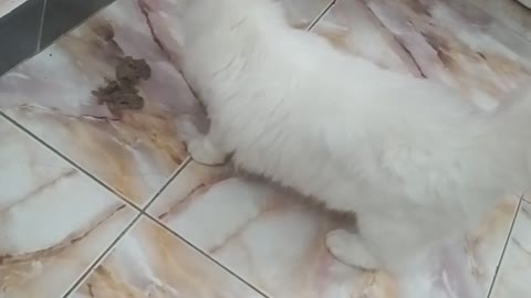 check out my new cat at my house & rare cat type