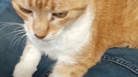 Cute older kitty getting loving from favorite human