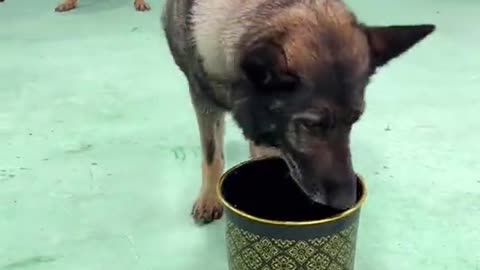 Dog training