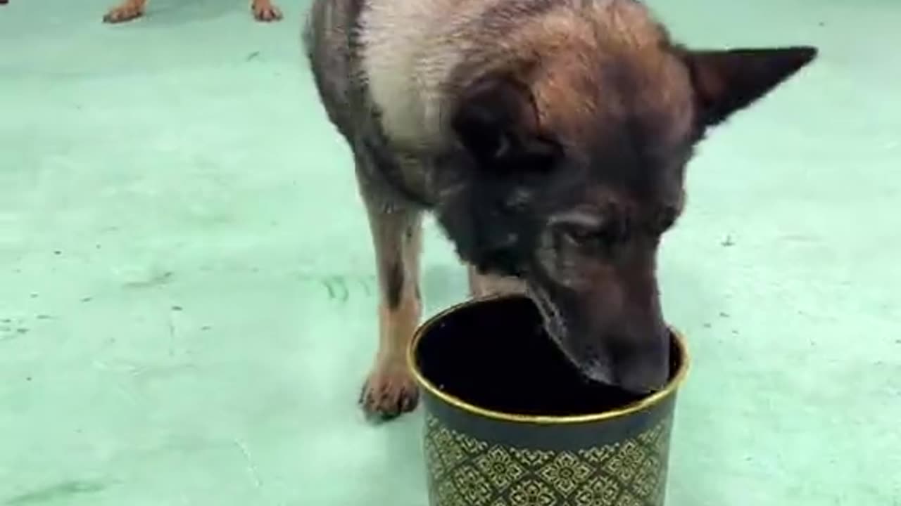 Dog training