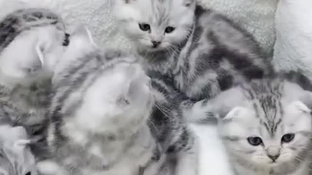 Funny cat reaction videos | Cat Training Tools