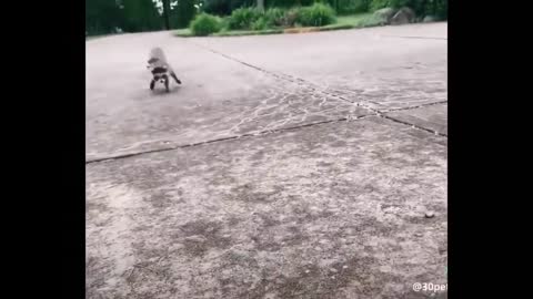 AWW Animals SOO Cute! Cute baby animals Videos Compilation cute moment of the animals#1