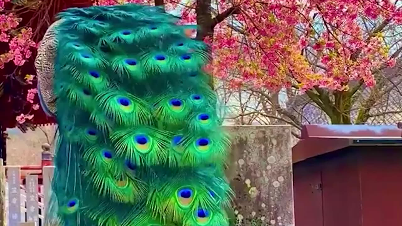 Witness the beauty of colorful feathers of Peacocks