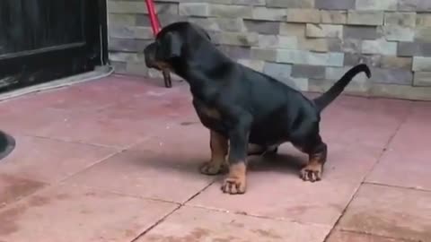 Funny Dog Videos 2021 It's time to LAUGH with Dog's life96